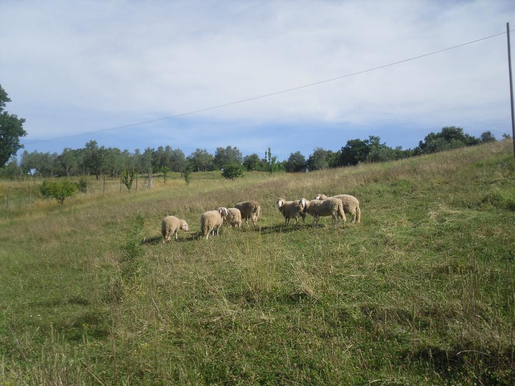 Agriturismo Fattoria Poggio Boalaio Villa ออร์เวียโต ภายนอก รูปภาพ