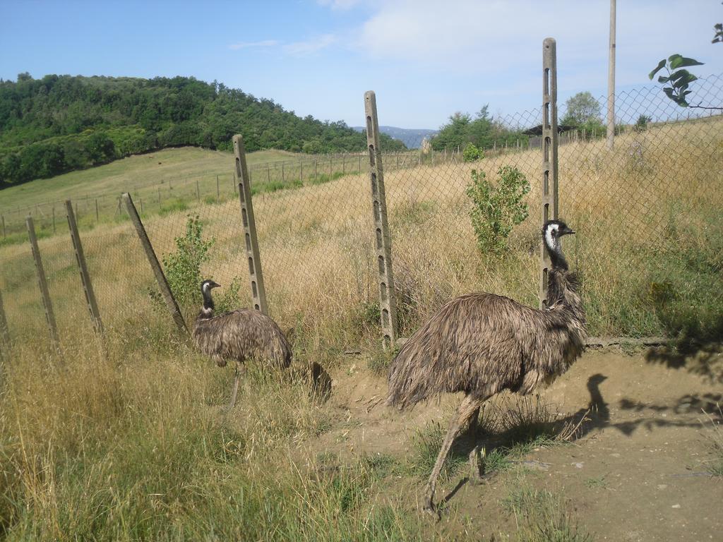 Agriturismo Fattoria Poggio Boalaio Villa ออร์เวียโต ภายนอก รูปภาพ