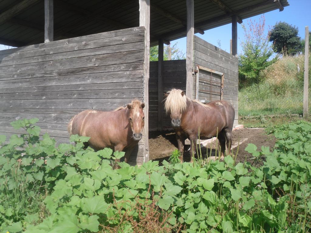 Agriturismo Fattoria Poggio Boalaio Villa ออร์เวียโต ภายนอก รูปภาพ