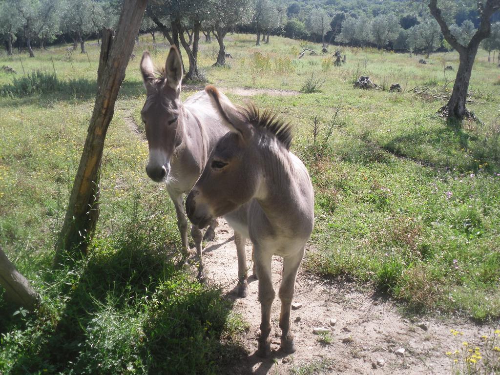 Agriturismo Fattoria Poggio Boalaio Villa ออร์เวียโต ภายนอก รูปภาพ