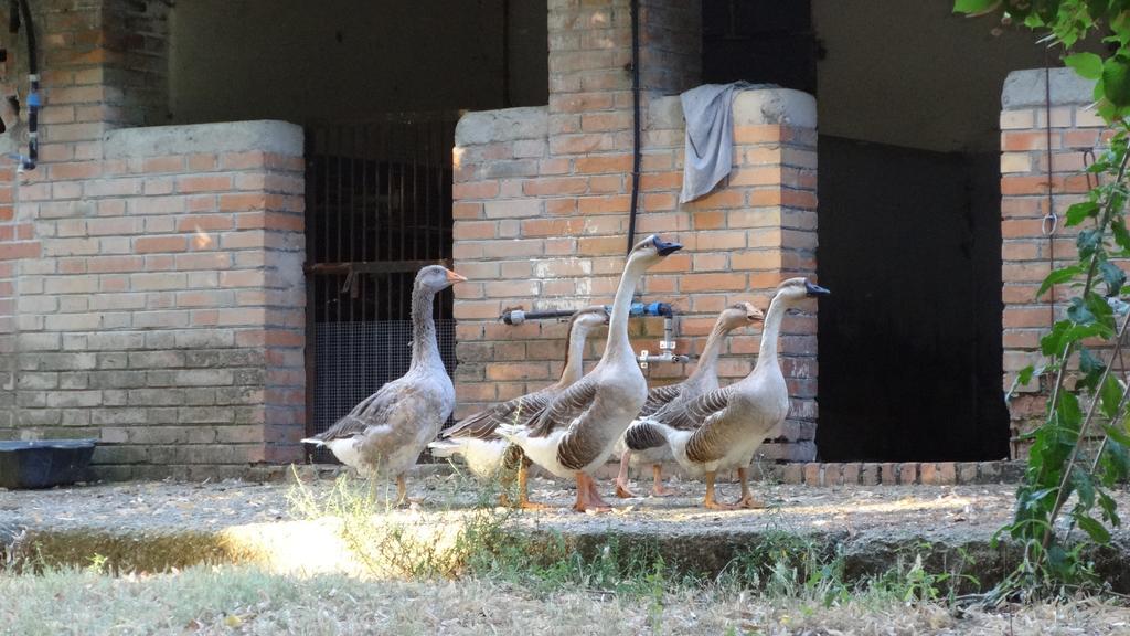 Agriturismo Fattoria Poggio Boalaio Villa ออร์เวียโต ภายนอก รูปภาพ