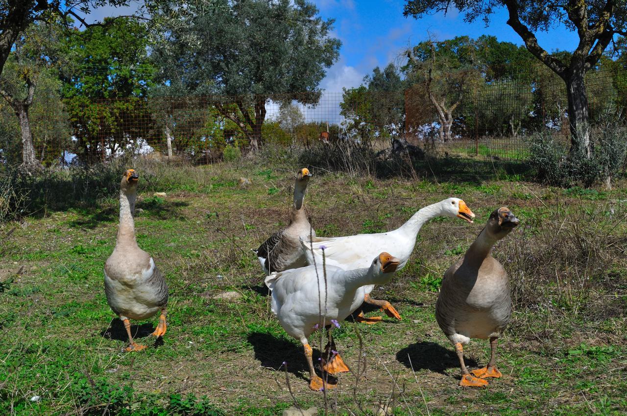 Agriturismo Fattoria Poggio Boalaio Villa ออร์เวียโต ภายนอก รูปภาพ